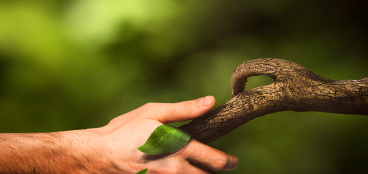 decorativa, Una mano umana stringe il ramo di un albero, simulando una stretta di mano reciproca, le foglie avvolgono la mano che stringe il tronco